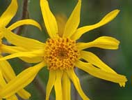 Arnica